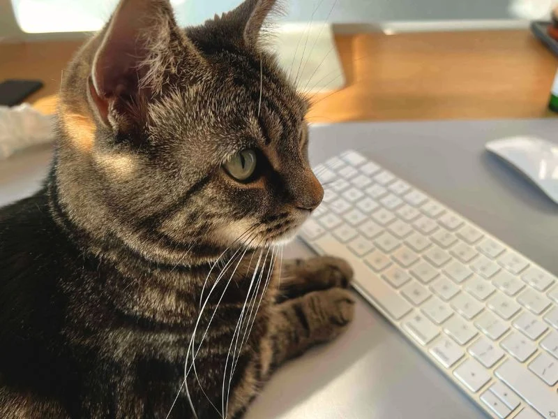 a cat on a keyboard looking at computer