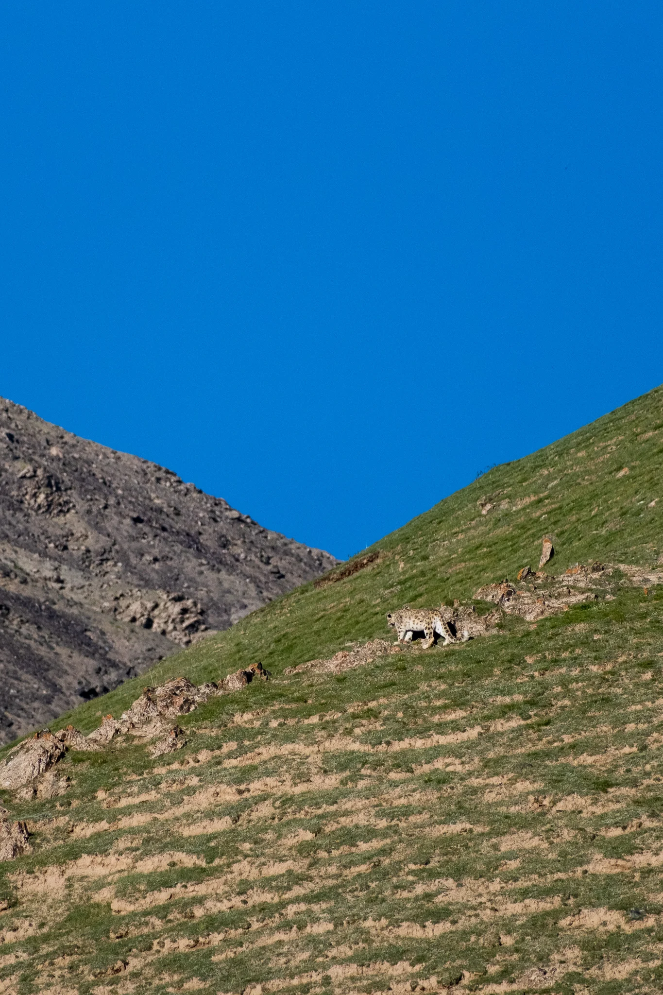 photo of snow leopard in Qianghai, China