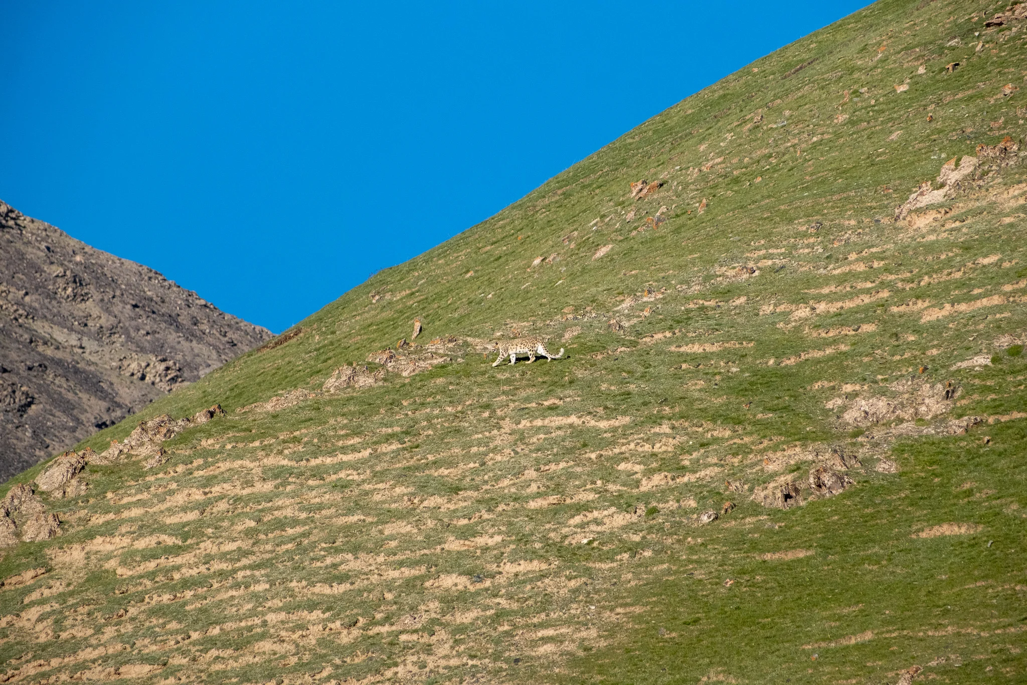 photo of snow leopard on a mountain top in Qinghai, China