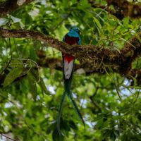 Resplendent Quetzal