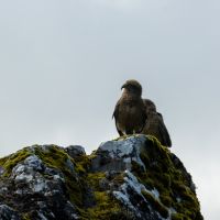 Kea