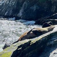 New Zealand fur seal